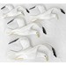 Norton Nut's Beswick - Seagull Wall Plaques Full Set Of 4
