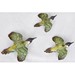 Norton Nut's Beswick - Green Woodpecker Wall Plaques - Complete Set